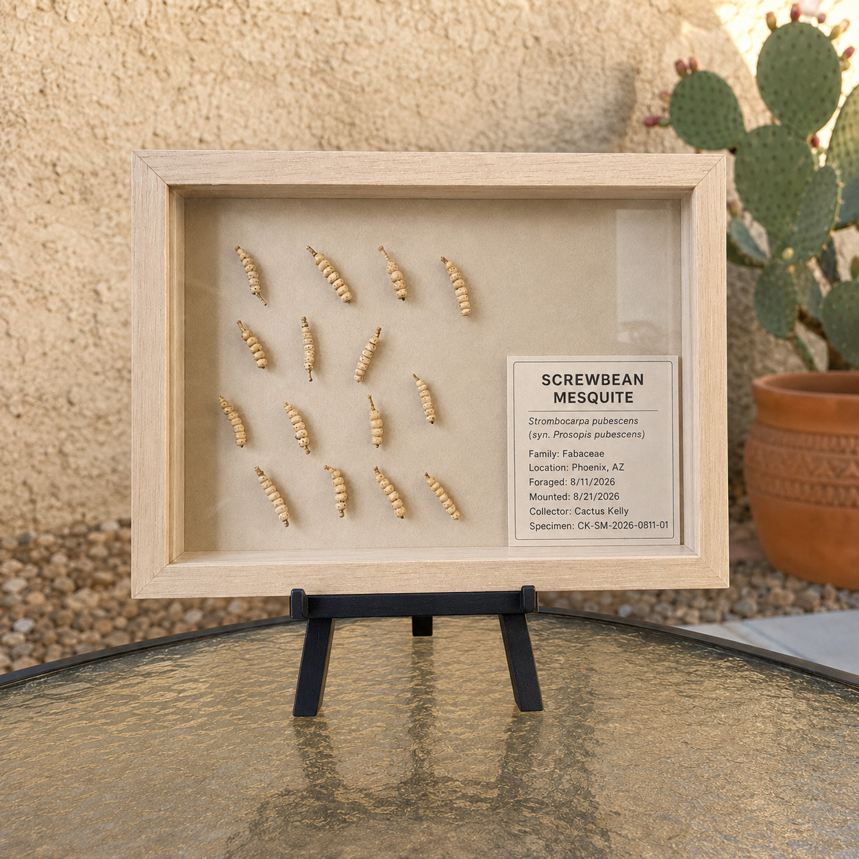 Framed Arizona screwbean mesquite botanical specimen with fifteen mounted pods